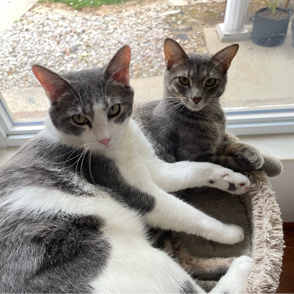 George & Daisy - Picture 6 of 12